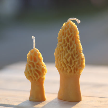 Combo Morel Mushrooms