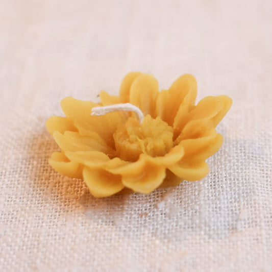 Floating Daisy 2 Pack