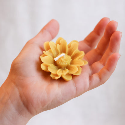 Floating Daisy 2 Pack