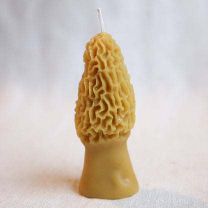 Large Morel Mushroom