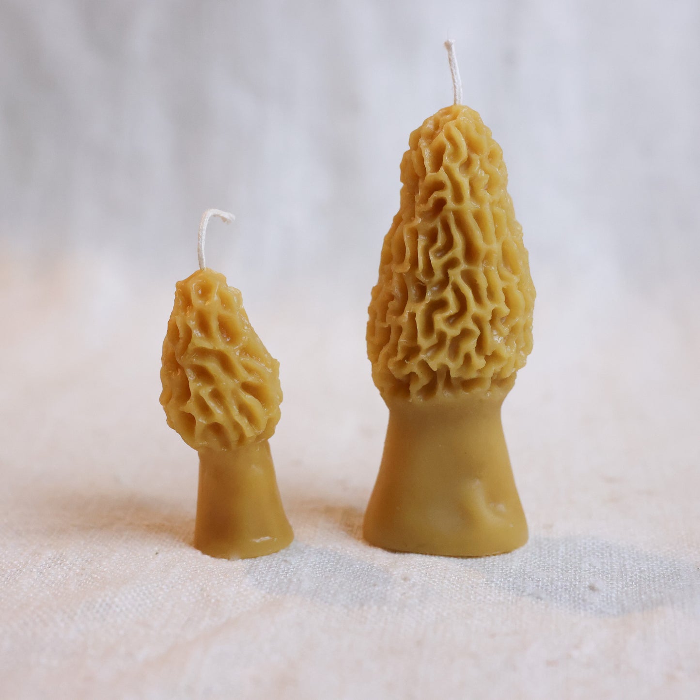 Combo Morel Mushrooms