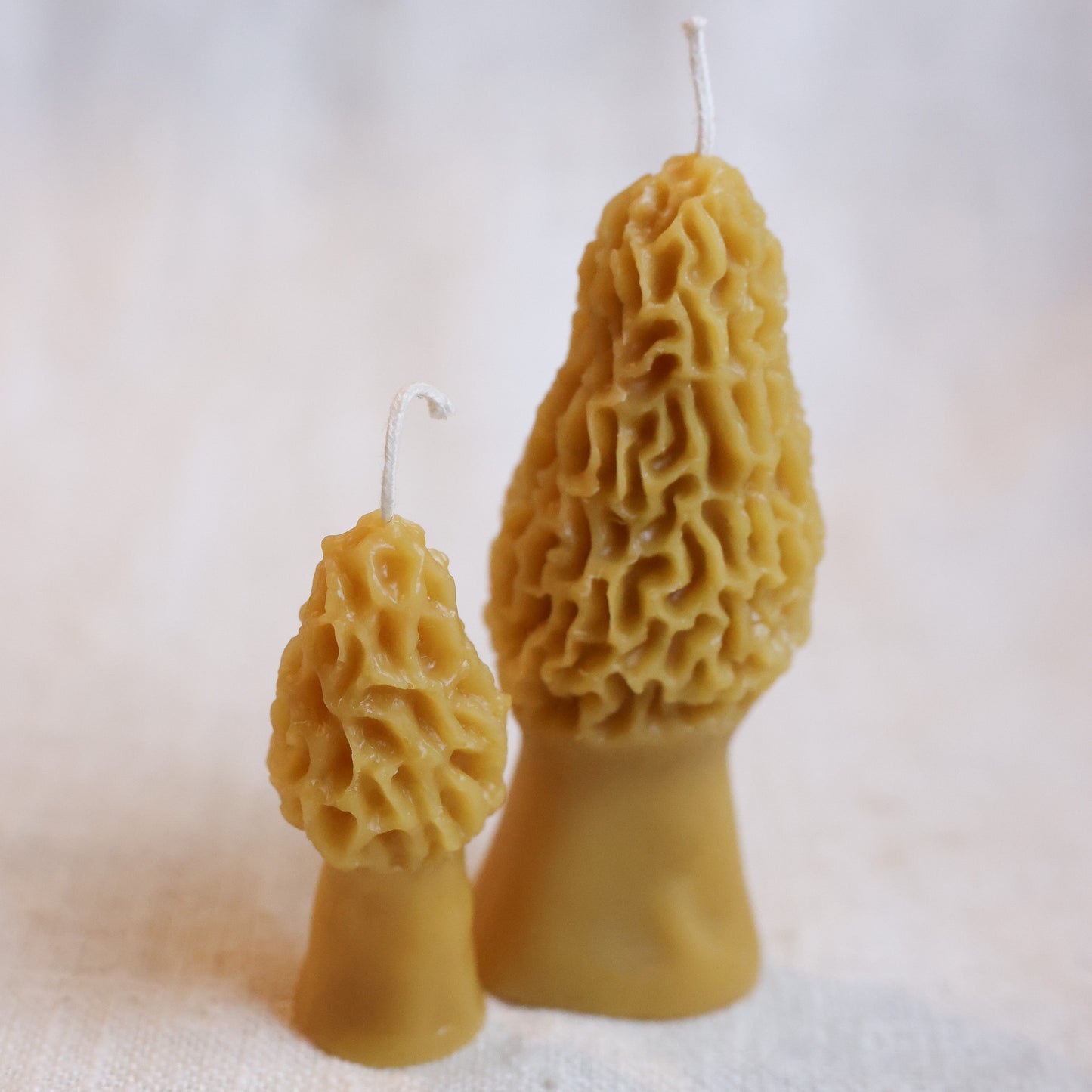 Combo Morel Mushrooms