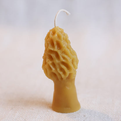 Small Morel Mushroom