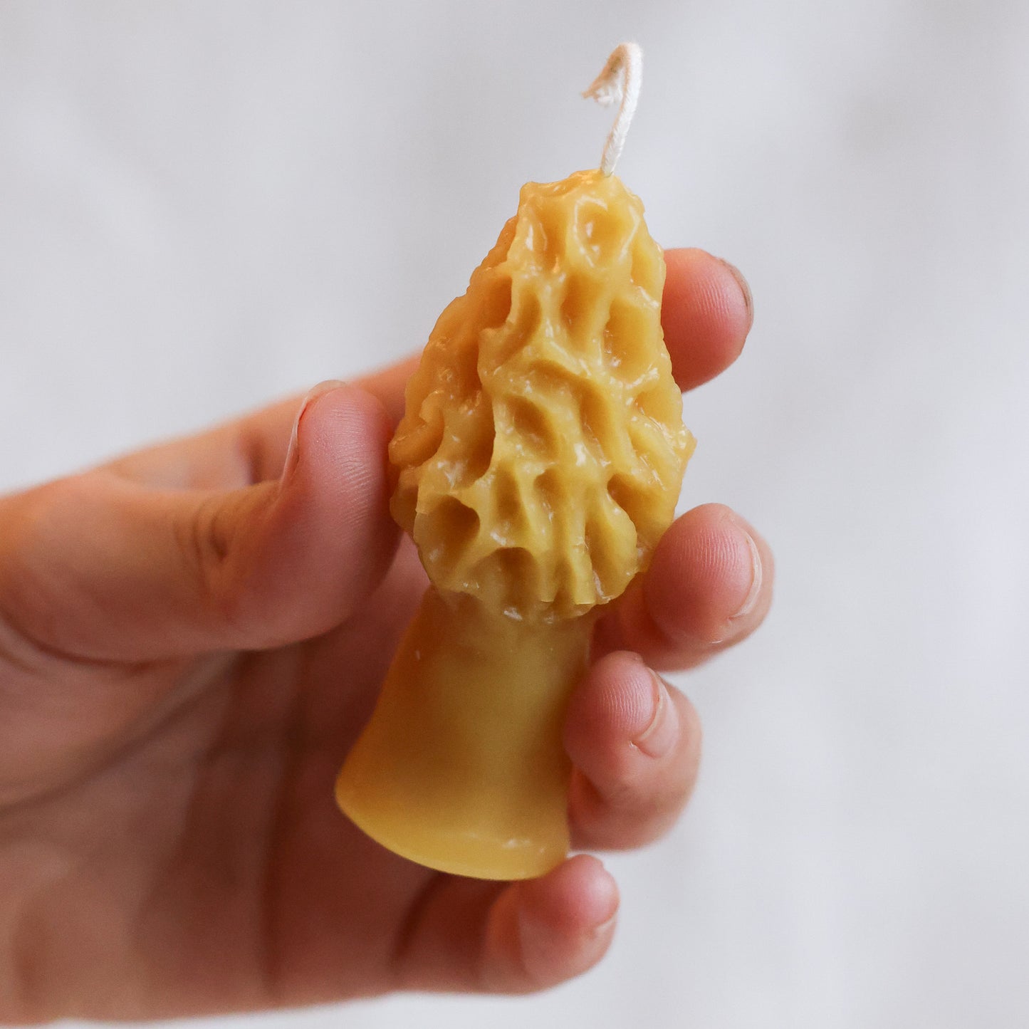 Small Morel Mushroom