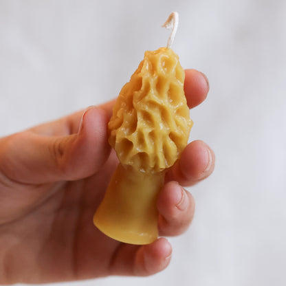 Small Morel Mushroom