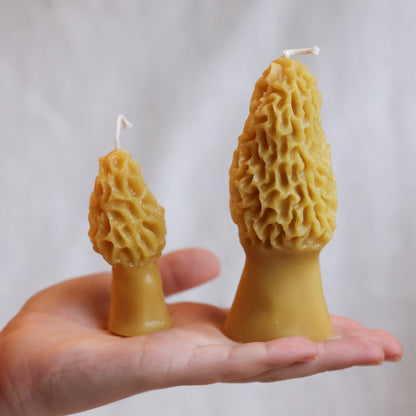 Combo Morel Mushrooms