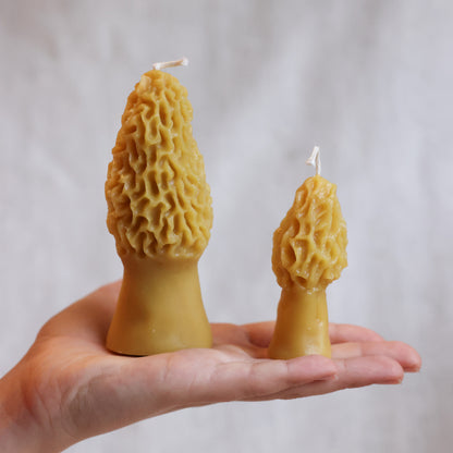 Combo Morel Mushrooms